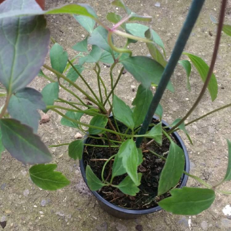 plant image 661279 plant image 661279