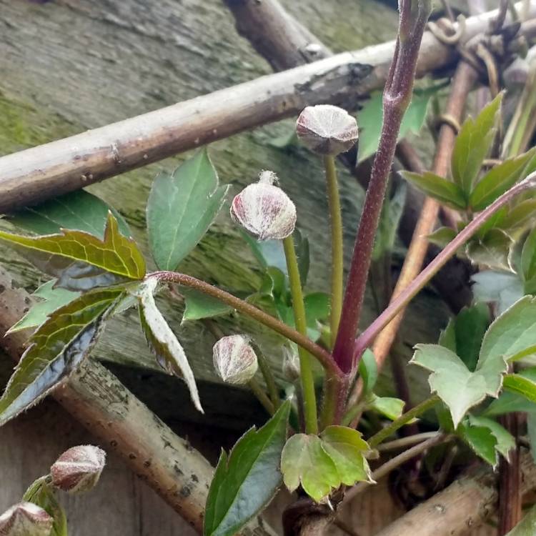 plant image 661432