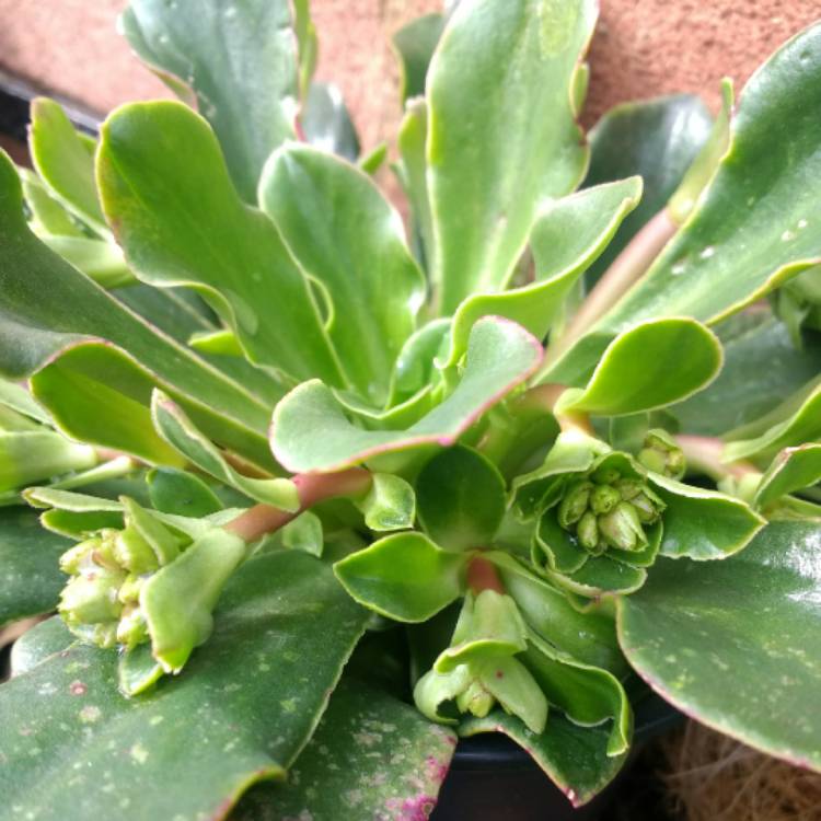 plant image 661433 plant image 661433