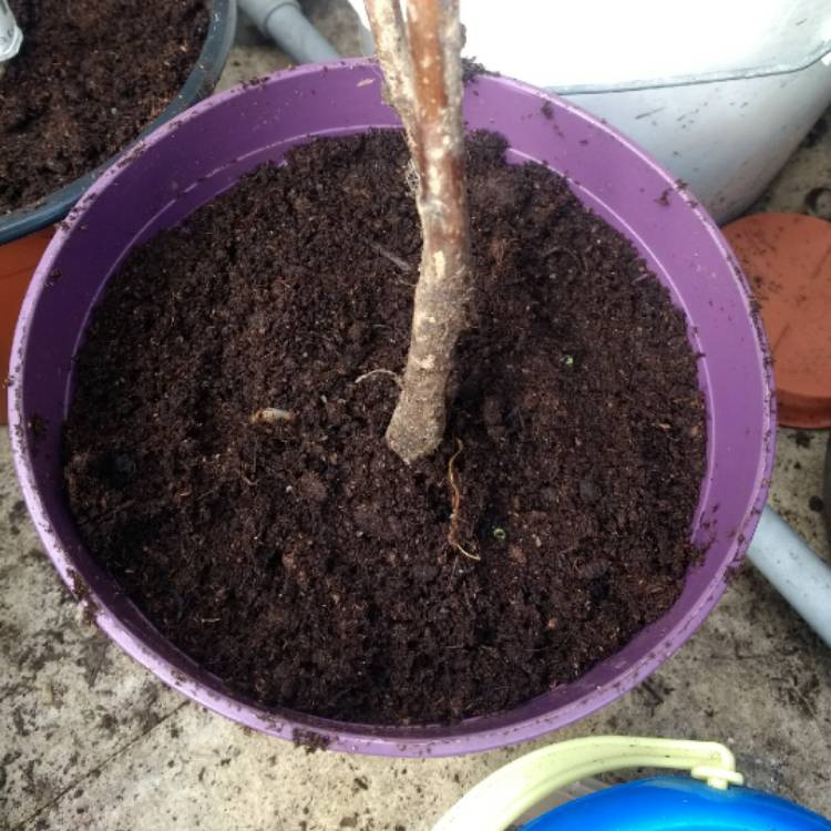 Plant image Rubus idaeus 'Glen Ample'