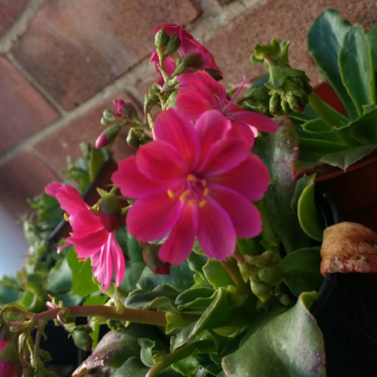 plant image 673409 plant image 673409