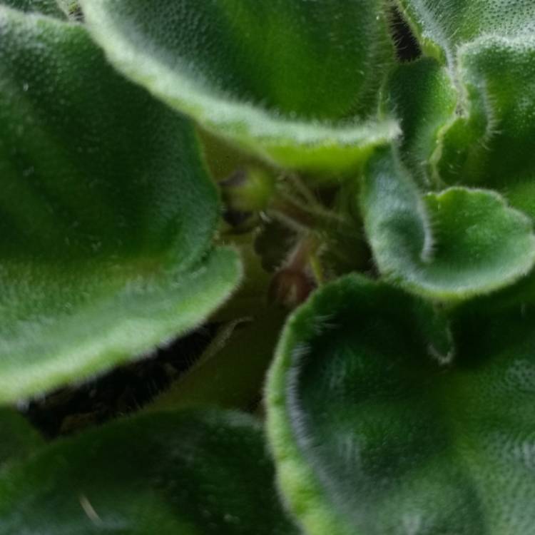 plant image 673456 plant image 673456
