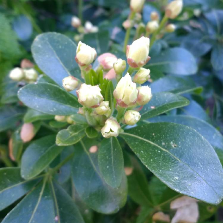 plant image 680129