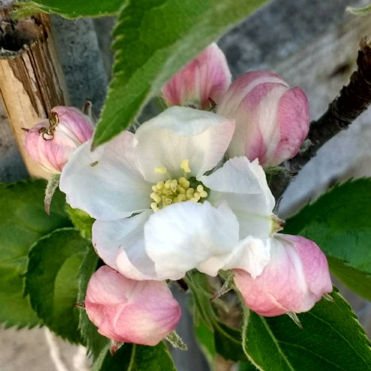 Plant image Malus domestica 'Falstaff'