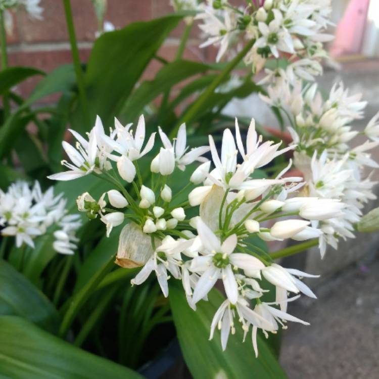 plant image 686009 plant image 686009