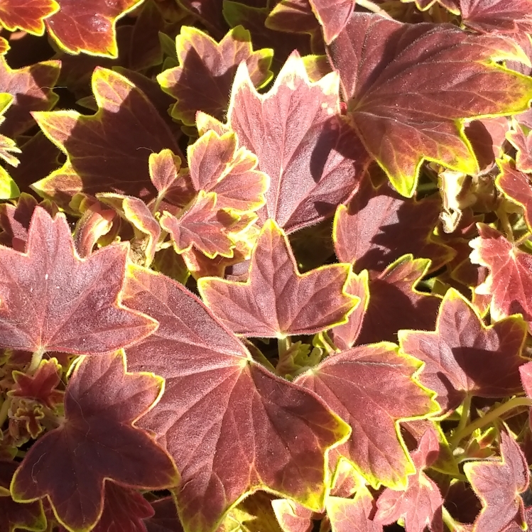 Plant image Pelargonium 'Vancouver Centennial'