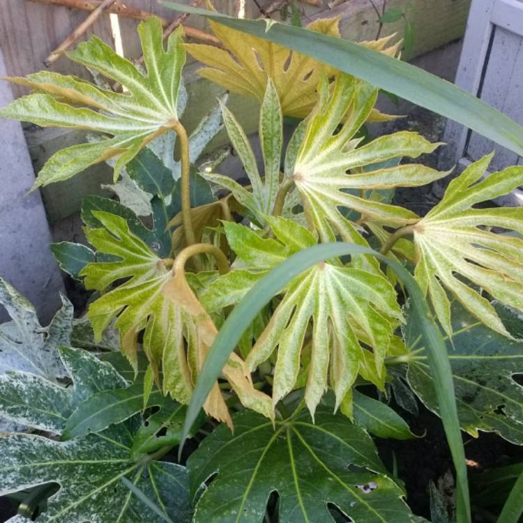 plant image 697346
