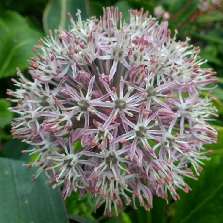 plant image 712357 plant image 712357