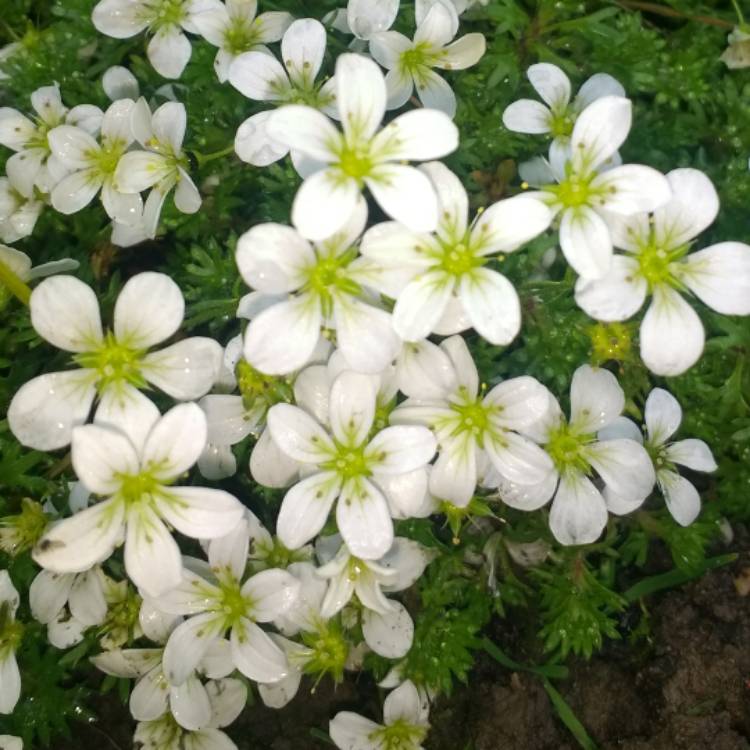 plant image 717536 plant image 717536