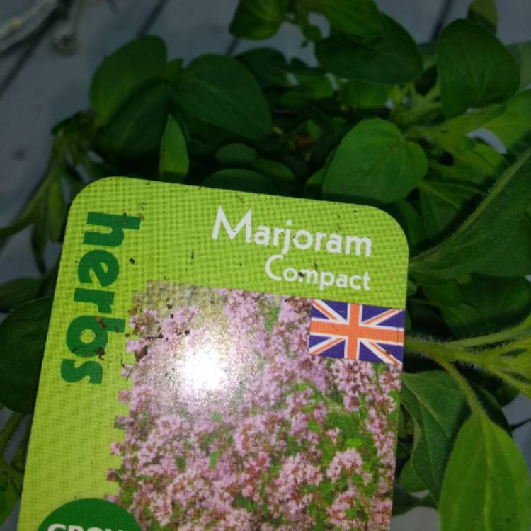 plant image 721503