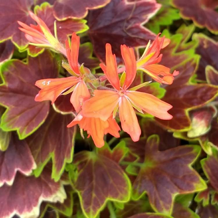 plant image 722415