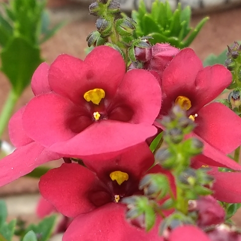 plant image 726007