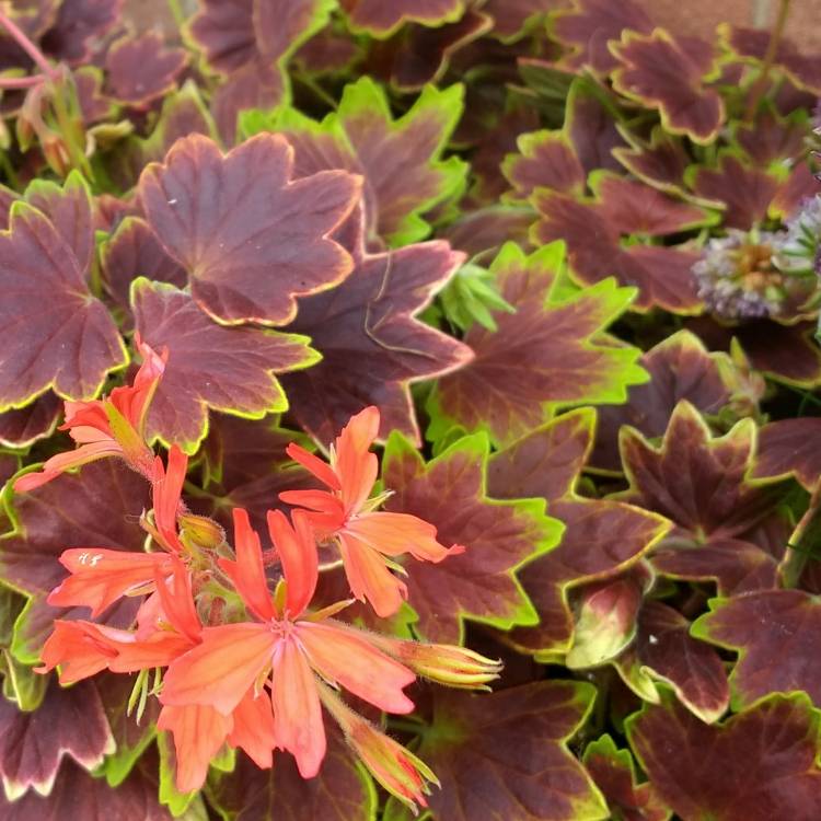Plant image Pelargonium 'Vancouver Centennial'