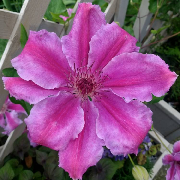 plant image 730828 plant image 730828