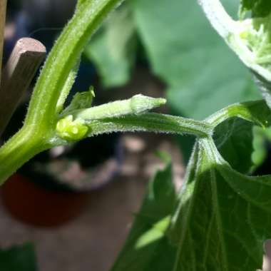 Luffa aegyptiaca