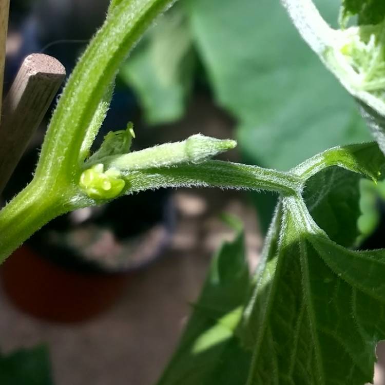 plant image 742676