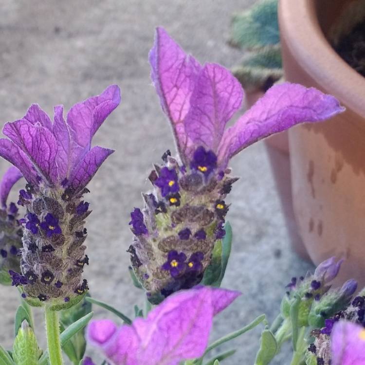 plant image 755254 plant image 755254