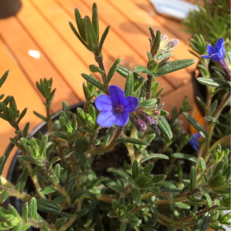 plant image 75820