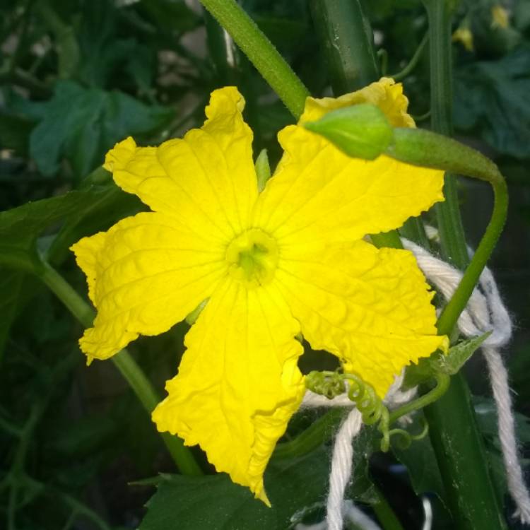 plant image 759701