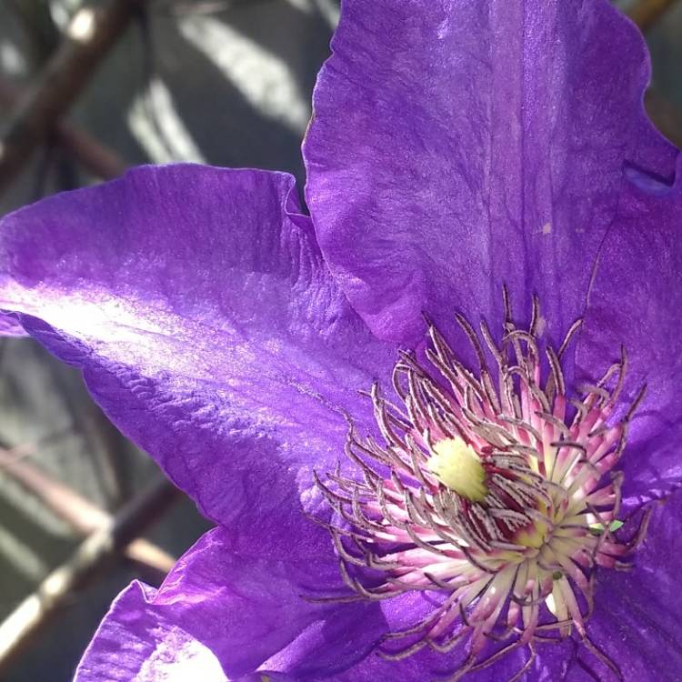 Plant image Clematis viticella 'The President'