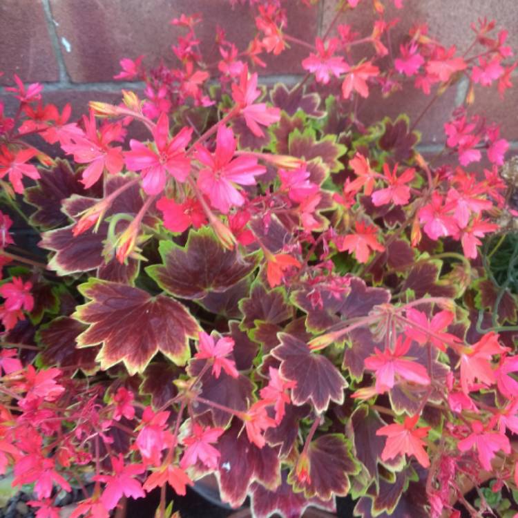 plant image 768118