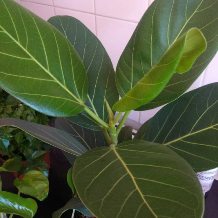 Plant image Ficus aurea