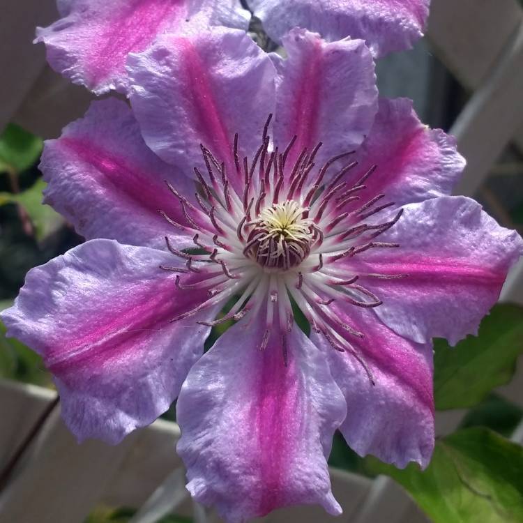 plant image 781100 plant image 781100