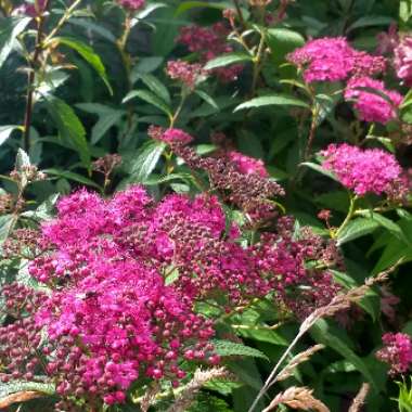 Spiraea