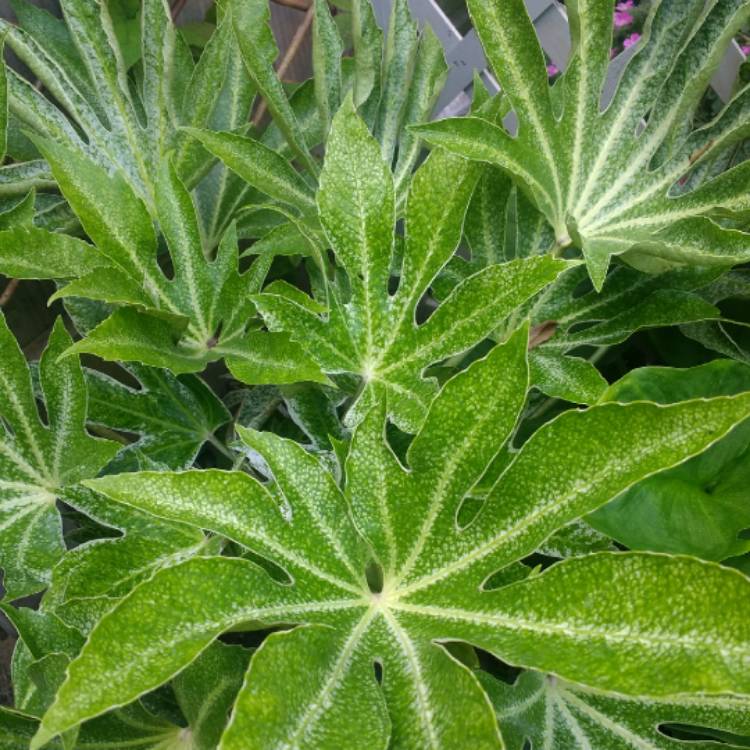 plant image 781109