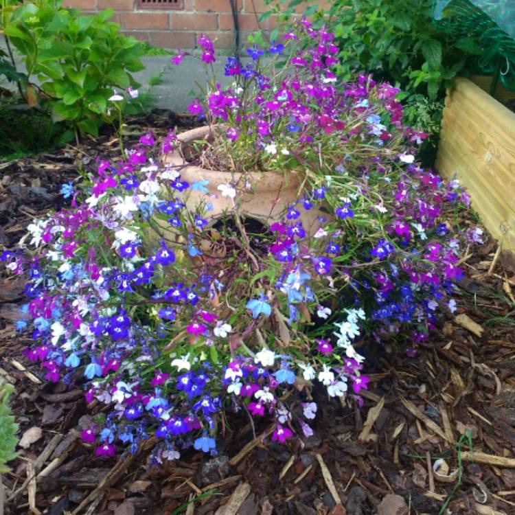 plant image 784265 plant image 784265