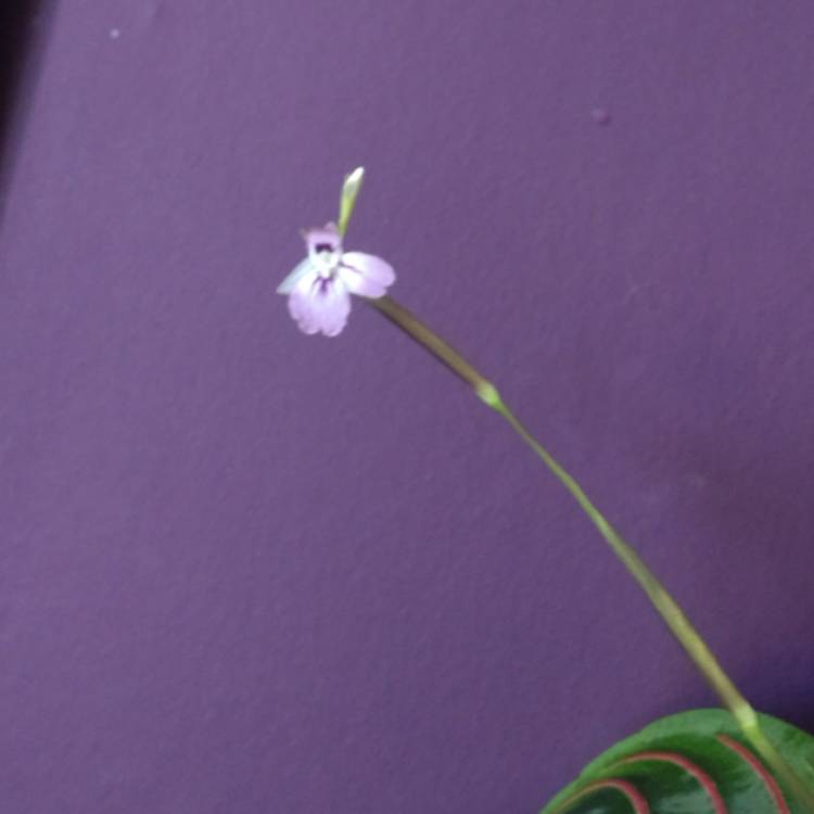 plant image 784527 plant image 784527