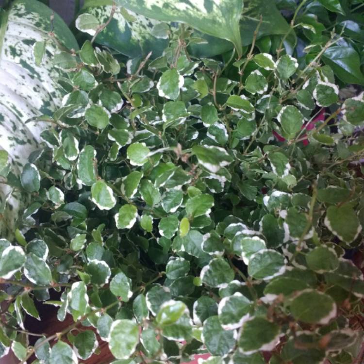 Plant image Ficus Pumila 'White Sunny'