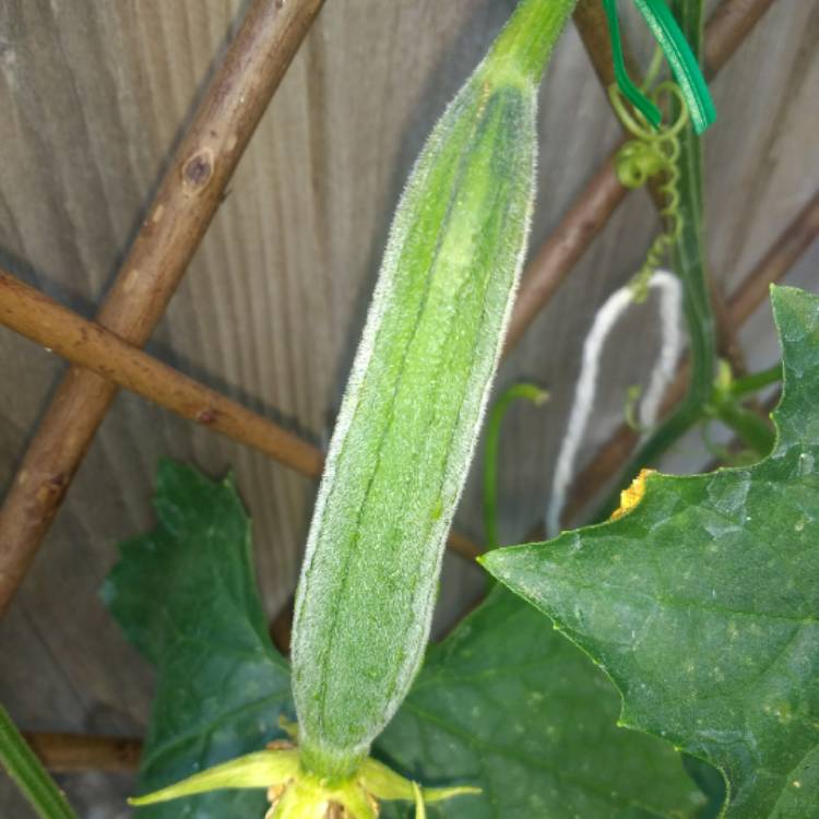 plant image 788158