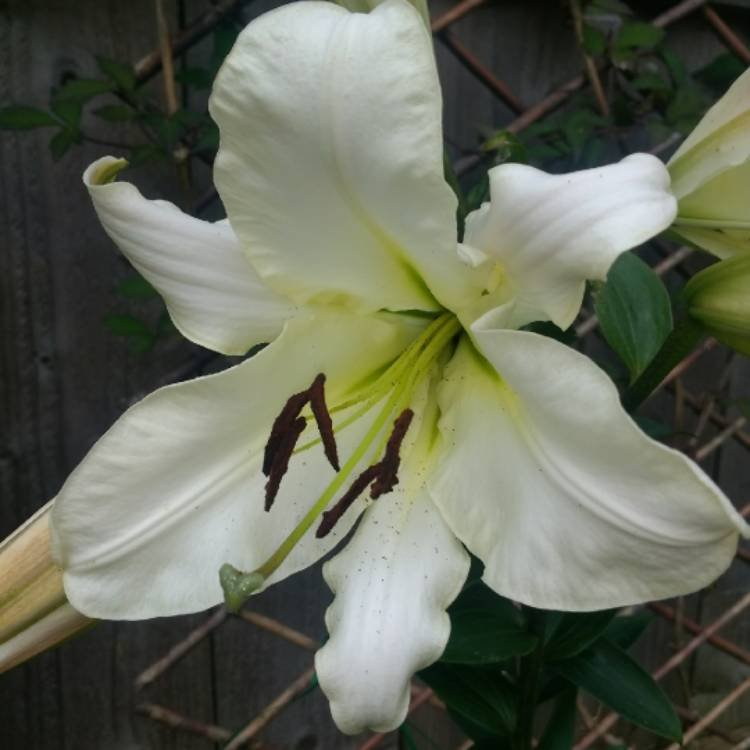 plant image 795273