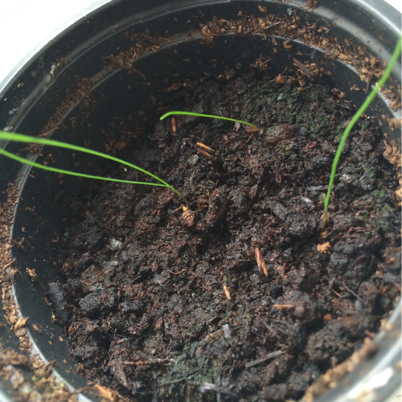 plant image 79896