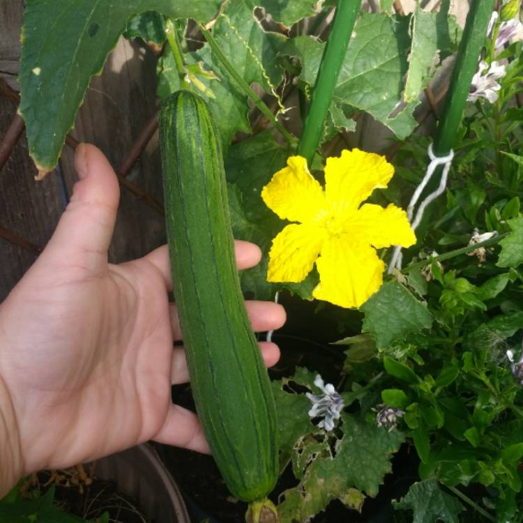 plant image 805522