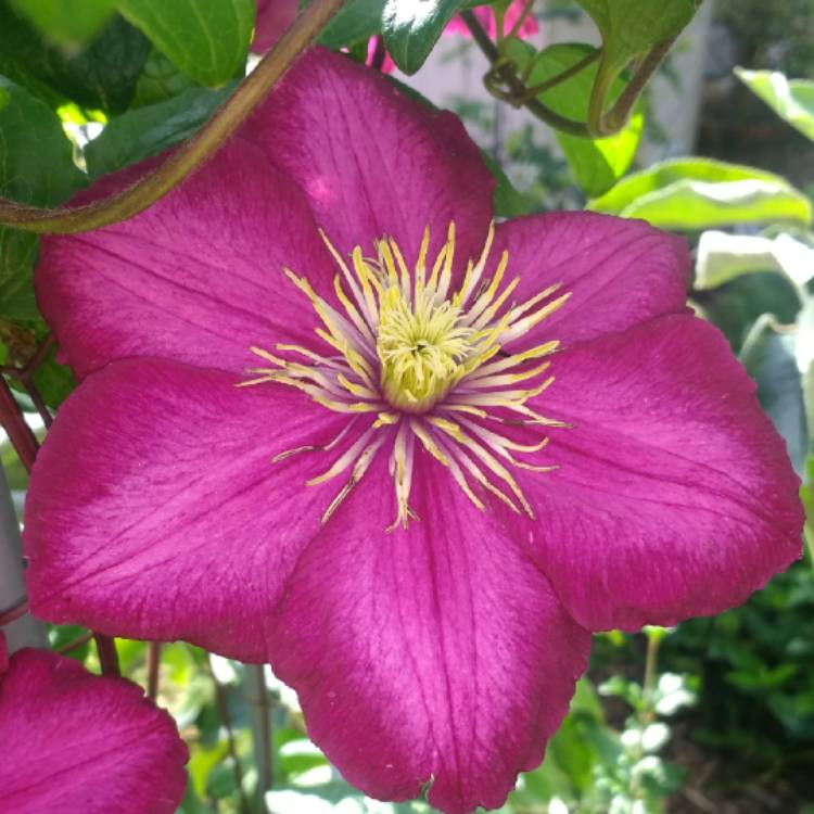 plant image 805626 plant image 805626