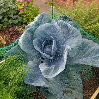 Brassica oleracea (Capitata Group)