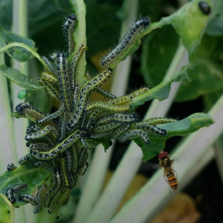plant image 807781