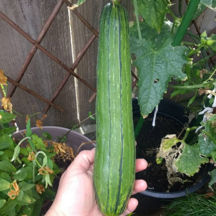 Plant image Luffa aegyptiaca