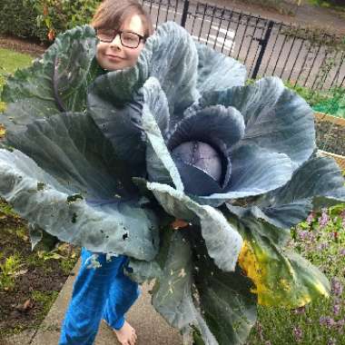 Brassica oleracea (Capitata Group)