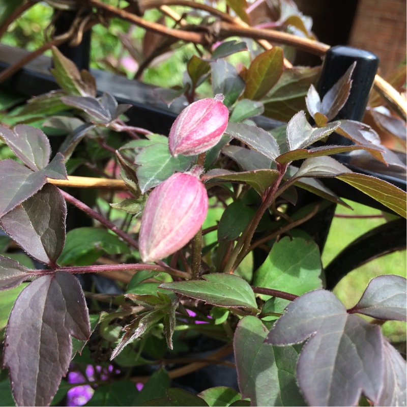 plant image 82384