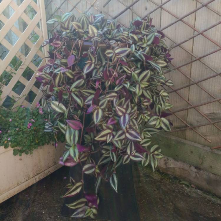 plant image 825329 plant image 825329