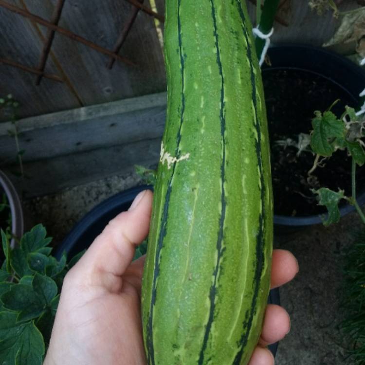 plant image 834512