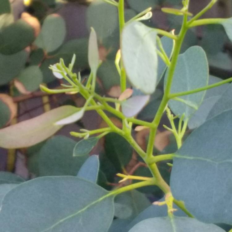 plant image 834515 plant image 834515