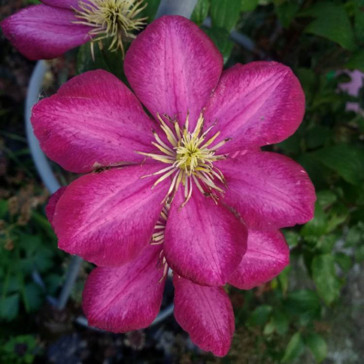 plant image 834522 plant image 834522