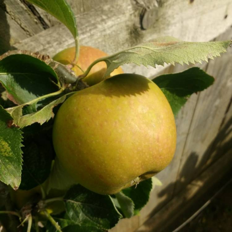 plant image 850506 plant image 850506