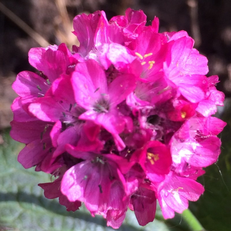 plant image 85837