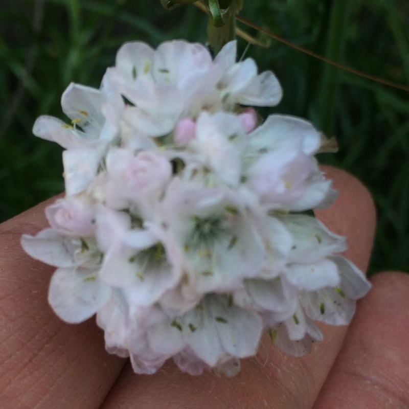 Plant image Armeria maritima 'Armada White'