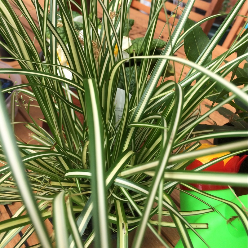 Plant image Carex oshimensis 'Everest'